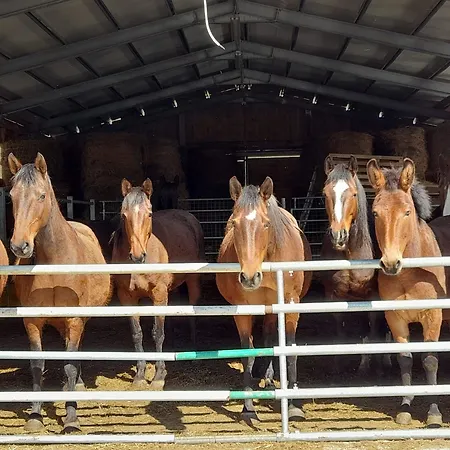 D'apostolo * Amatrice